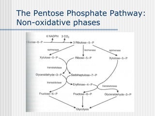 The Pentose Phosphate Pathway:
Non-oxidative phases
 