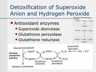 Detoxification of Superoxide
Anion and Hydrogen Peroxide
 Antioxidant enzymes
 Superoxide dismutase
 Glutathione peroxidase
 Glutathione reductase
 