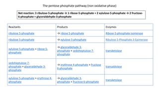 The pentose phosphate pathway (non oxidative phase)
Reactants Products Enzymes
ribulose 5-phosphate → ribose 5-phosphate Ribose-5-phosphate isomerase
ribulose 5-phosphate → xylulose 5-phosphate Ribulose 5-Phosphate 3-Epimerase
xylulose 5-phosphate + ribose 5-
phosphate
→ glyceraldehyde 3-
phosphate + sedoheptulose 7-
phosphate
transketolase
sedoheptulose 7-
phosphate + glyceraldehyde 3-
phosphate
→ erythrose 4-phosphate + fructose
6-phosphate
transaldolase
xylulose 5-phosphate + erythrose 4-
phosphate
→ glyceraldehyde 3-
phosphate + fructose 6-phosphate
transketolase
Net reaction: 3 ribulose-5-phosphate → 1 ribose-5-phosphate + 2 xylulose-5-phosphate → 2 fructose-
6-phosphate + glyceraldehyde-3-phosphate
 