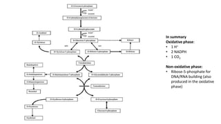 In summary
Oxidative phase:
• 1 H+
• 2 NADPH
• 1 CO2
Non-oxidative phase:
• Ribose-5-phosphate for
DNA/RNA building (also
produced in the oxidative
phase)
 