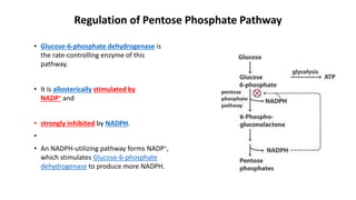 Regulation of Pentose Phosphate Pathway
• Glucose-6-phosphate dehydrogenase is
the rate-controlling enzyme of this
pathway.
• It is allosterically stimulated by
NADP+ and
• strongly inhibited by NADPH.
•
• An NADPH-utilizing pathway forms NADP+,
which stimulates Glucose-6-phosphate
dehydrogenase to produce more NADPH.
 