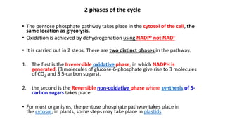 2 phases of the cycle
• The pentose phosphate pathway takes place in the cytosol of the cell, the
same location as glycolysis.
• Oxidation is achieved by dehydrogenation using NADP+ not NAD+
• It is carried out in 2 steps, There are two distinct phases in the pathway.
1. The first is the Irreversible oxidative phase, in which NADPH is
generated, (3 molecules of glucose-6-phosphate give rise to 3 molecules
of CO2 and 3 5-carbon sugars).
2. the second is the Reversible non-oxidative phase where synthesis of 5-
carbon sugars takes place
• For most organisms, the pentose phosphate pathway takes place in
the cytosol; in plants, some steps may take place in plastids.
 
