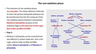 The non-oxidative phase
• The reactions of non-oxidative phase
are reversible. This allows different molecules
to enter the pentose phosphate pathway and
be transformed into the first molecule of the
non-oxidative phase (ribulose-5-phosphate).
Ribulose-5-phosphate (product of the
oxidative stage) is the precursor to the sugar
that makes up DNA and RNA.
• Step 3:
• Ribulose-5-phosphate can be converted into
two different 5-carbon molecules. One is the
sugar used to make up DNA and RNA
called, ribose-5-phosphate and Ribulose-5-
phosphate.
 