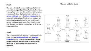 • Step 4:
• The rest of the cycle is now made up of different
options that depend on the cell’s needs. The ribose-
5-phosphate from step 3 is combined with another
molecule of ribose-5-phosphate to make one, 3-
carbon molecule and a 7-carbon molecule (by the
enzyme transketolase). The 3-carbon product can
return to glycolysis if required and conversely 3-
carbon molecule could come from glycolysis and
transformed into ribose-5-phosphate for DNA and
RNA production.
• Step 5:
• The 3-carbon molecule and the 7-carbon molecule,
make a new 4-carbon molecule and 6-carbon
molecule (by the enzyme transaldolase). . The 4-
carbon molecule is a precursor for amino acids,
while the 6-carbon molecule can be used in
glycolysis.
The non-oxidative phase
 