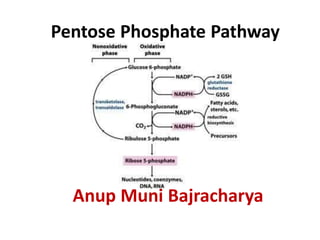 Pentose Phosphate Pathway
Anup Muni Bajracharya
 
