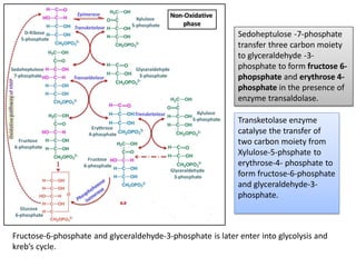 Sedoheptulose -7-phosphate
transfer three carbon moiety
to glyceraldehyde -3-
phosphate to form fructose 6-
phopsphate and erythrose 4-
phosphate in the presence of
enzyme transaldolase.
Transketolase enzyme
catalyse the transfer of
two carbon moiety from
Xylulose-5-phsphate to
erythrose-4- phosphate to
form fructose-6-phosphate
and glyceraldehyde-3-
phosphate.
Fructose-6-phosphate and glyceraldehyde-3-phosphate is later enter into glycolysis and
kreb’s cycle.
 