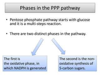 Phases in the PPP pathway
• Pentose phosphate pathway starts with glucose
and it is a multi-steps reaction.
• There are two distinct phases in the pathway.
The first is
the oxidative phase, in
which NADPH is generated
The second is the non-
oxidative synthesis of
5-carbon sugars.
 