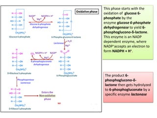 This phase starts with the
oxidation of glucose 6-
phosphate by the
enzyme glucose 6-phosphate
dehydrogenase to yield 6-
phosphoglucono-δ-lactone.
This enzyme is an NADP
dependent enzyme, where
NADP+accepts an electron to
form NADPH + H+.
The product 6-
phosphoglucono-δ-
lactone then gets hydrolyzed
to 6-phosphogluconate by a
specific enzyme lactonase
 