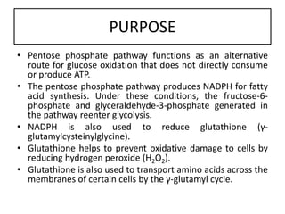 PURPOSE
• Pentose phosphate pathway functions as an alternative
route for glucose oxidation that does not directly consume
or produce ATP.
• The pentose phosphate pathway produces NADPH for fatty
acid synthesis. Under these conditions, the fructose-6-
phosphate and glyceraldehyde-3-phosphate generated in
the pathway reenter glycolysis.
• NADPH is also used to reduce glutathione (γ-
glutamylcysteinylglycine).
• Glutathione helps to prevent oxidative damage to cells by
reducing hydrogen peroxide (H2O2).
• Glutathione is also used to transport amino acids across the
membranes of certain cells by the γ-glutamyl cycle.
 