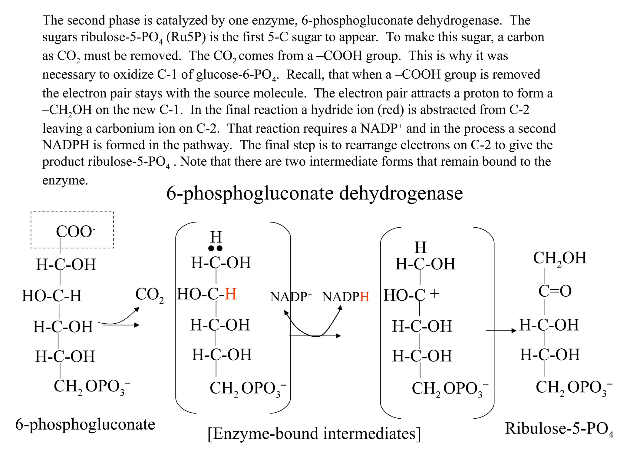 The second phase is catalyzed by one enzyme, 6-phosphogluconate dehydrogenase. The
sugars ribulose-5-PO4 (Ru5P) is the first 5-C sugar to appear. To make this sugar, a carbon
as CO2 must be removed. The CO2 comes from a –COOH group. This is why it was
necessary to oxidize C-1 of glucose-6-PO4. Recall, that when a –COOH group is removed
the electron pair stays with the source molecule. The electron pair attracts a proton to form a
–CH2OH on the new C-1. In the final reaction a hydride ion (red) is abstracted from C-2
leaving a carbonium ion on C-2. That reaction requires a NADP+
and in the process a second
NADPH is formed in the pathway. The final step is to rearrange electrons on C-2 to give the
product ribulose-5-PO4 . Note that there are two intermediate forms that remain bound to the
enzyme.
NADP+
NADPH
CO2
CH2 OPO3
=
HO-C-H
H-C-OH
H-C-OH
H-C-OH
[Enzyme-bound intermediates]
CH2 OPO3
=
H-C-OH
H-C-OH
CH2OH
C=O
Ribulose-5-PO4
CH2 OPO3
=
HO-C-H
H-C-OH
COO-
H-C-OH
H-C-OH
6-phosphogluconate
6-phosphogluconate dehydrogenase
H
H
HO-C
CH2 OPO3
=
H-C-OH
H-C-OH
H-C-OH
+
 