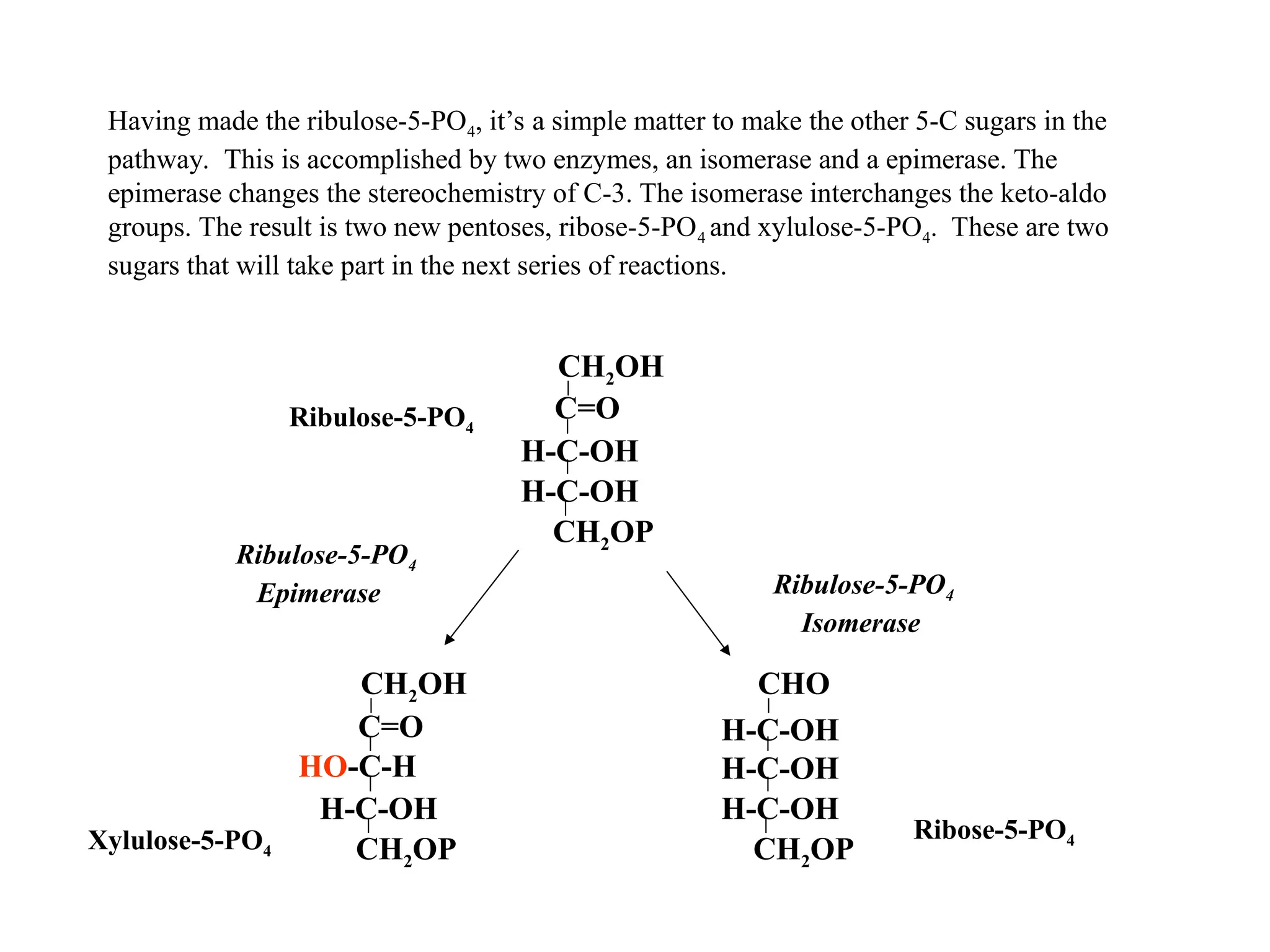 Having made the ribulose-5-PO4, it’s a simple matter to make the other 5-C sugars in the
pathway. This is accomplished by two enzymes, an isomerase and a epimerase. The
epimerase changes the stereochemistry of C-3. The isomerase interchanges the keto-aldo
groups. The result is two new pentoses, ribose-5-PO4 and xylulose-5-PO4. These are two
sugars that will take part in the next series of reactions.
CH2OH
H-C-OH
HO-C-H
CH2OP
C=O
CHO
H-C-OH
CH2OP
H-C-OH
H-C-OH
CH2OH
H-C-OH
CH2OP
C=O
H-C-OH
Ribulose-5-PO4
Xylulose-5-PO4
Ribose-5-PO4
Ribulose-5-PO4
Isomerase
Ribulose-5-PO4
Epimerase
 