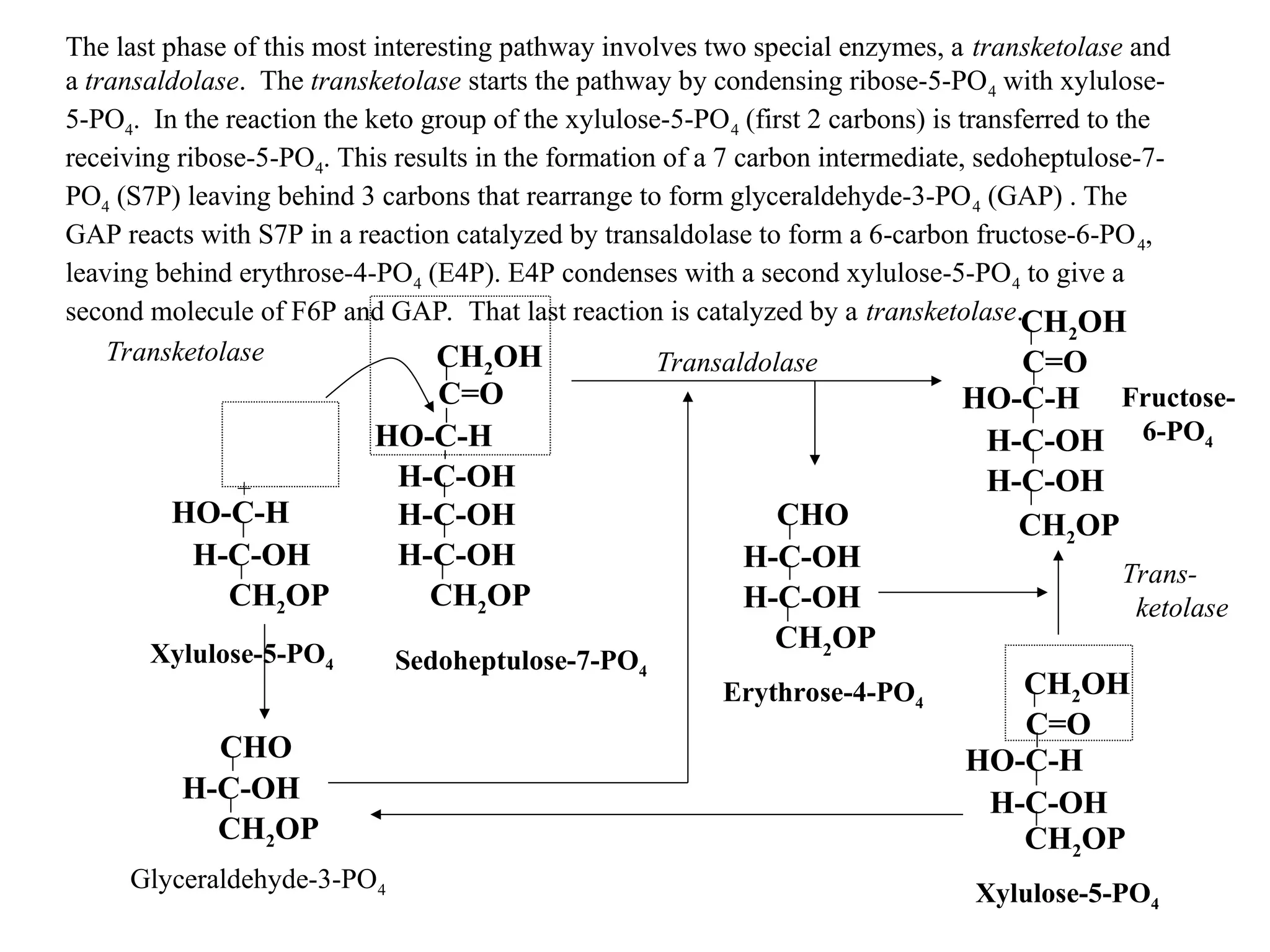 The last phase of this most interesting pathway involves two special enzymes, a transketolase and
a transaldolase. The transketolase starts the pathway by condensing ribose-5-PO4 with xylulose-
5-PO4. In the reaction the keto group of the xylulose-5-PO4 (first 2 carbons) is transferred to the
receiving ribose-5-PO4. This results in the formation of a 7 carbon intermediate, sedoheptulose-7-
PO4 (S7P) leaving behind 3 carbons that rearrange to form glyceraldehyde-3-PO4 (GAP) . The
GAP reacts with S7P in a reaction catalyzed by transaldolase to form a 6-carbon fructose-6-PO4,
leaving behind erythrose-4-PO4 (E4P). E4P condenses with a second xylulose-5-PO4 to give a
second molecule of F6P and GAP. That last reaction is catalyzed by a transketolase.
CH2OH
H-C-OH
HO-C-H
CH2OP
C=O
CHO
H-C-OH
CH2OP
H-C-OH
H-C-OH
HO-C-H
C=O
CH2OH
+
Xylulose-5-PO4 Ribose-5-PO4
Sedoheptulose-7-PO4
Glyceraldehyde-3-PO4
H-C-OH
CHO
CH2OP
CH2OH
C=O
H-C-OH
CH2OP
H-C-OH
HO-C-H
CHO
H-C-OH
CH2OP
H-C-OH
CH2OH
C=O
CH2OP
H-C-OH
HO-C-H
Xylulose-5-PO4
Erythrose-4-PO4
Transaldolase
Trans-
ketolase
Transketolase
Fructose-
6-PO4
 