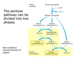 The pentose
pathway can be
divided into two
phases.
Non-oxidative
interconversion of
sugars
 