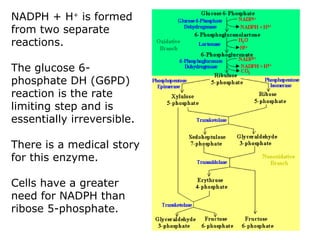 NADPH + H+
is formed
from two separate
reactions.
The glucose 6-
phosphate DH (G6PD)
reaction is the rate
limiting step and is
essentially irreversible.
There is a medical story
for this enzyme.
Cells have a greater
need for NADPH than
ribose 5-phosphate.
 