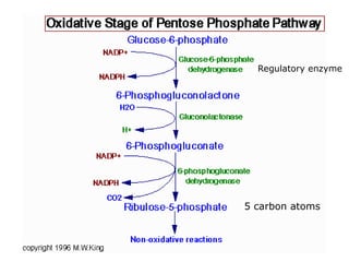 5 carbon atoms
Regulatory enzyme
 