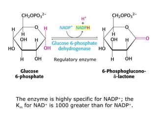 Regulatory enzyme
The enzyme is highly specific for NADP+
; the
Km for NAD+
is 1000 greater than for NADP+
.
 