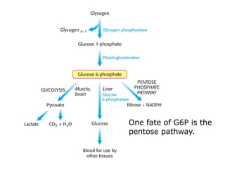 One fate of G6P is the
pentose pathway.
 