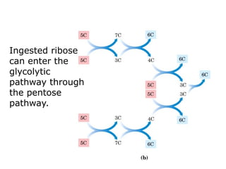Ingested ribose
can enter the
glycolytic
pathway through
the pentose
pathway.
 