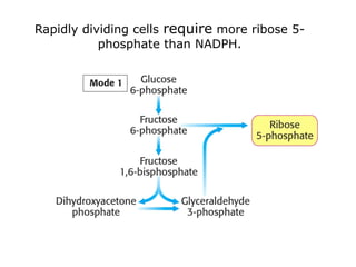 Rapidly dividing cells require more ribose 5-
phosphate than NADPH.
 
