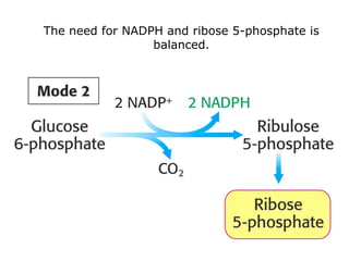 The need for NADPH and ribose 5-phosphate is
balanced.
 