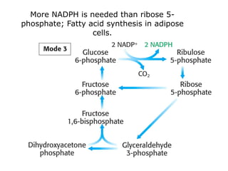 More NADPH is needed than ribose 5-
phosphate; Fatty acid synthesis in adipose
cells.
 