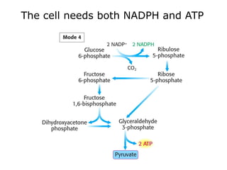 The cell needs both NADPH and ATP
 