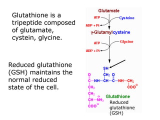 Reduced
glutathione
(GSH)
Glutathione is a
tripeptide composed
of glutamate,
cystein, glycine.
Reduced glutathione
(GSH) maintains the
normal reduced
state of the cell.
 