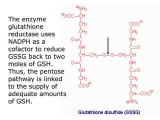 The enzyme
glutathione
reductase uses
NADPH as a
cofactor to reduce
GSSG back to two
moles of GSH.
Thus, the pentose
pathway is linked
to the supply of
adequate amounts
of GSH.
 