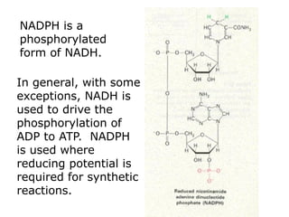 NADPH is a
phosphorylated
form of NADH.
In general, with some
exceptions, NADH is
used to drive the
phosphorylation of
ADP to ATP. NADPH
is used where
reducing potential is
required for synthetic
reactions.
 