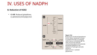 Intravenous H2o2 Pentose Phosphate Pathway and Nicotinamide Adenine Dinucleotide ...