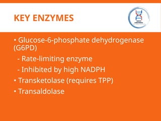 KEY ENZYMES
• Glucose-6-phosphate dehydrogenase
(G6PD)
- Rate-limiting enzyme
- Inhibited by high NADPH
• Transketolase (requires TPP)
• Transaldolase
 