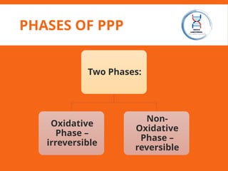 PHASES OF PPP
Two Phases:
Oxidative
Phase –
irreversible
Non-
Oxidative
Phase –
reversible
 