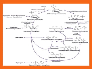 Pentose_Phosphate_Pathway_Presentation.pptx