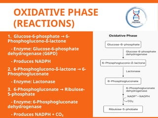 OXIDATIVE PHASE
(REACTIONS)
1. Glucose-6-phosphate 6-
→
Phosphoglucono-δ-lactone
- Enzyme: Glucose-6-phosphate
dehydrogenase (G6PD)
- Produces NADPH
2. 6-Phosphoglucono-δ-lactone 6-
→
Phosphogluconate
- Enzyme: Lactonase
3. 6-Phosphogluconate Ribulose-
→
5-phosphate
- Enzyme: 6-Phosphogluconate
dehydrogenase
- Produces NADPH + CO₂
 