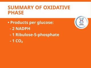 SUMMARY OF OXIDATIVE
PHASE
• Products per glucose:
- 2 NADPH
- 1 Ribulose-5-phosphate
- 1 CO₂
 