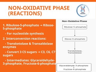 NON-OXIDATIVE PHASE
(REACTIONS)
1. Ribulose-5-phosphate Ribose-
→
5-phosphate
- For nucleotide synthesis
2. Interconversion reactions:
- Transketolase & Transaldolase
enzymes
- Convert 3 C5 sugars C3, C6, C7
→
sugars
- Intermediates: Glyceraldehyde-
3-phosphate, Fructose-6-phosphate
 