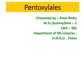 Pentoxylales
Presented by :- Patel Rinku
M.Sc (botany)Sem :- 1
CBO :- 402
Department of life sciences ,
H.N.G.U. , Patan
 