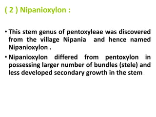 ( 2 ) Nipanioxylon :
• This stem genus of pentoxyleae was discovered
from the village Nipania and hence named
Nipanioxylon .
• Nipanioxylon differed from pentoxylon in
possessing larger number of bundles (stele) and
less developed secondary growth in the stem.
 