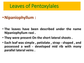 Leaves of Pentoxylales
•Nipaniophyllum :
• The leaves have been described under the name
Nipaniophyllum raoi .
• They were present On the short lateral shoots .
• Each leaf was simple , petiolate , strap - shaped , and
possessed a well - developed mid rib with many
parallel lateral veins .
 