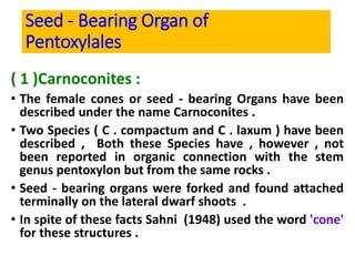 Seed - Bearing Organ of
Pentoxylales
( 1 )Carnoconites :
• The female cones or seed - bearing Organs have been
described under the name Carnoconites .
• Two Species ( C . compactum and C . laxum ) have been
described , Both these Species have , however , not
been reported in organic connection with the stem
genus pentoxylon but from the same rocks .
• Seed - bearing organs were forked and found attached
terminally on the lateral dwarf shoots .
• In spite of these facts Sahni (1948) used the word 'cone'
for these structures .
 
