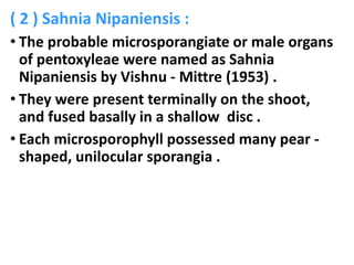( 2 ) Sahnia Nipaniensis :
• The probable microsporangiate or male organs
of pentoxyleae were named as Sahnia
Nipaniensis by Vishnu - Mittre (1953) .
• They were present terminally on the shoot,
and fused basally in a shallow disc .
• Each microsporophyll possessed many pear -
shaped, unilocular sporangia .
 