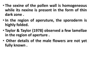 • The sexine of the pollen wall is homogeneous
while its nexine is present in the form of thin
dark zone .
• In the region of aperuture, the sporoderm is
highly folded.
• Taylor & Taylor (1978) observed a few lamellae
in the region of aperture .
• Other details of the male flowers are not yet
fully known .
 