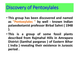 Discovery of Pentoxylales
• This group has been discovered and named
as "Pentoxylales " by well - known Indian
palaeobotanist professor Birbal Sahni ( 1948
).
• This is a group of some fossil plants
described from Rajmahal Hills in Amrapara
District (Santhal parganas ) of Eastern Bihar
( India ) revealing their existence in Jurassic
period .
 