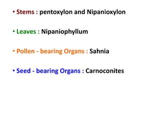 • Stems : pentoxylon and Nipanioxylon
• Leaves : Nipaniophyllum
• Pollen - bearing Organs : Sahnia
• Seed - bearing Organs : Carnoconites
 