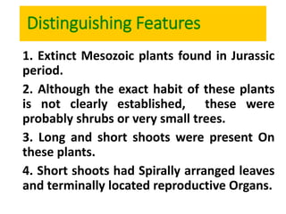 Distinguishing Features
1. Extinct Mesozoic plants found in Jurassic
period.
2. Although the exact habit of these plants
is not clearly established, these were
probably shrubs or very small trees.
3. Long and short shoots were present On
these plants.
4. Short shoots had Spirally arranged leaves
and terminally located reproductive Organs.
 