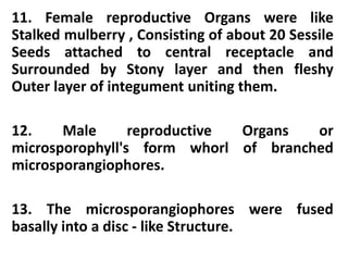 11. Female reproductive Organs were like
Stalked mulberry , Consisting of about 20 Sessile
Seeds attached to central receptacle and
Surrounded by Stony layer and then fleshy
Outer layer of integument uniting them.
12. Male reproductive Organs or
microsporophyll's form whorl of branched
microsporangiophores.
13. The microsporangiophores were fused
basally into a disc - like Structure.
 