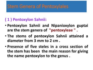 Stem Genera of Pentoxylales
( 1 ) Pentoxylon Sahnii:
• Pentoxylon Sahnii and Nipanioxylon guptai
are the stem genera of "pentoxyleae " .
• The stems of pentoxylon Sahnii attained a
diameter from 3 mm to 2 cm .
• Presence of five steles in a cross section of
the stem has been the main reason for giving
the name pentoxylon to the genus .
 