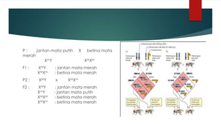 P : jantan mata putih X betina mata
merah
XmY XMXM
F1 : XMY : jantan mata merah
XMXm : betina mata merah
P2 : XMY x XMXm
F2 : XMY : jantan mata merah
XmY : jantan mata putih
XMXM : betina mata merah
XMXm : betina mata merah
 