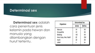 Determinasi sex
Determinasi sex adalah
cara penentuan jenis
kelamin pada hewan dan
manusia yang
dilambangkan dengan
huruf tertentu.
 