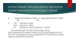 Lethal resesif menyebabkan kematian
dalam keadaan homozigot resesif
p : jagung berdaun hijau x jagung berdaun hijau
Hh Hh
F : HH : berdaun hijau
2Hh : berdaun hijau
hh : berdaun pucat (albino) – lethal
Dari pesilangan di atas hanya tiga yang
kemungkinannya dapat hidup yaitu yang bergenotif HH
dan Hh. Sedangkan yang bergenotif hh mati karena tidak
dapat membentuk klorofil.
 